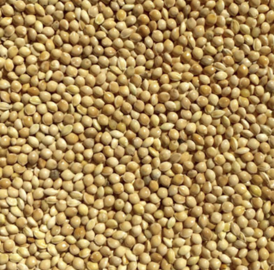 A handful of assorted millets.